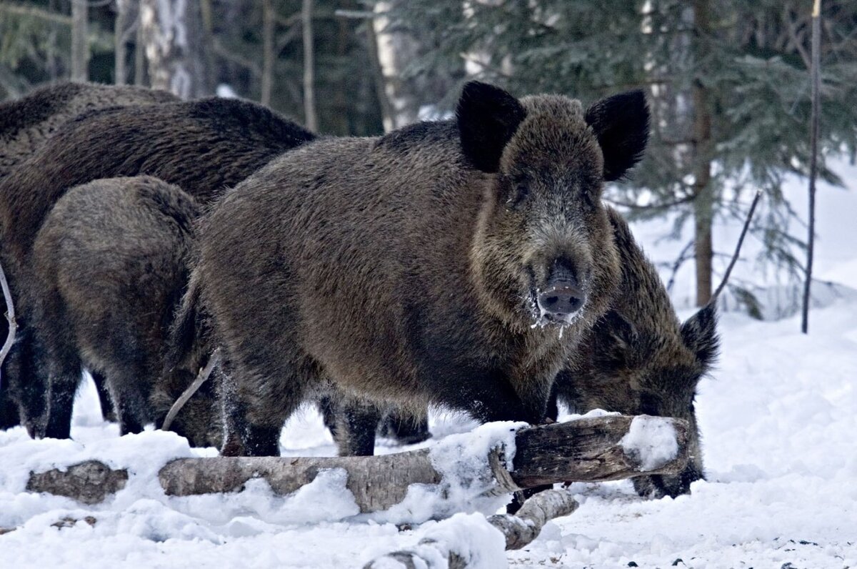 Лось в Самарской области