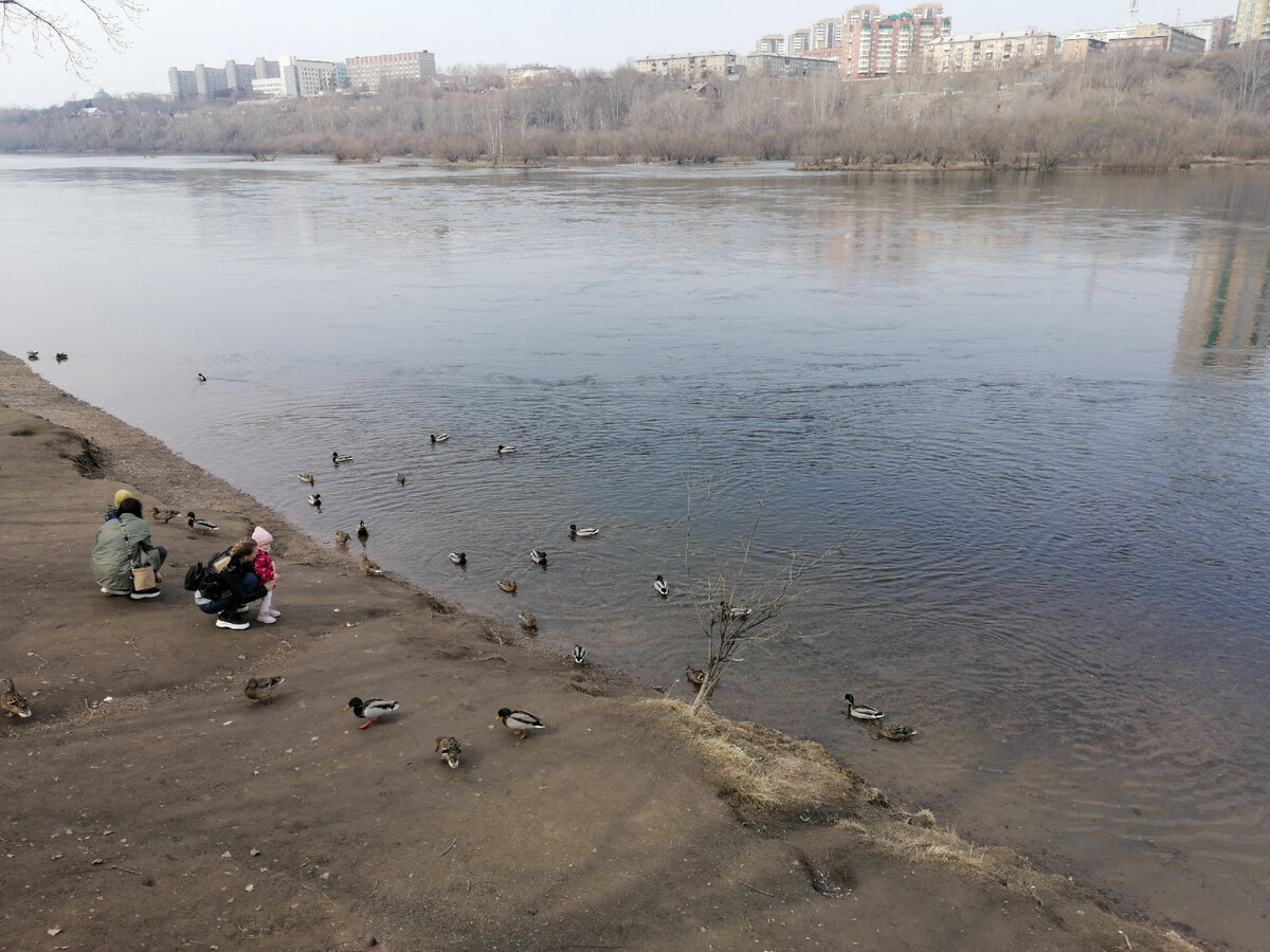 Утки на берегу Енисея, остров Татышев 
