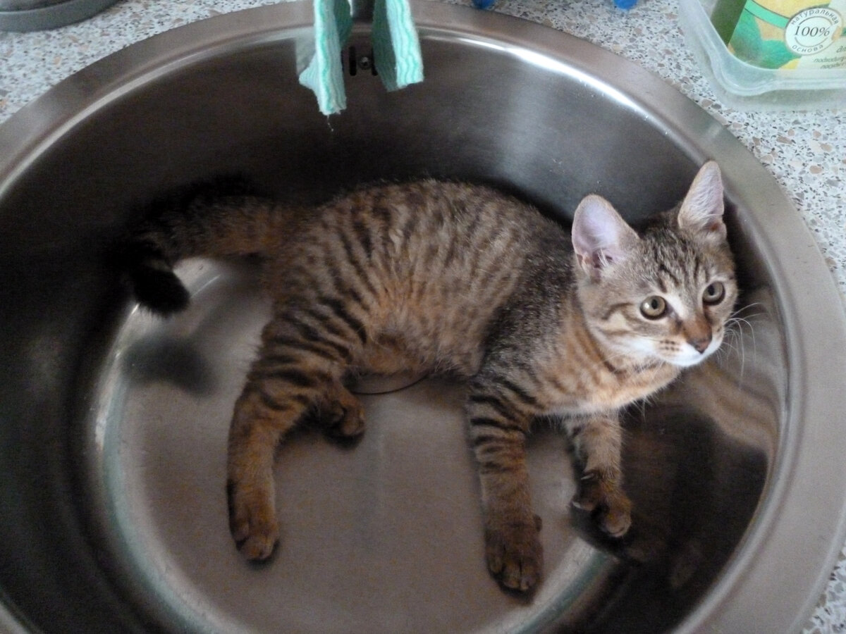 Посуду мыть не буду, у меня лапки.