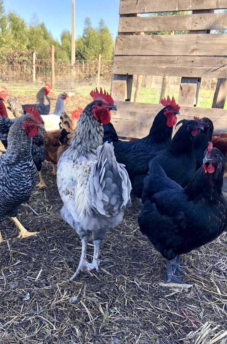 Купленные на рынке цыплята выросли