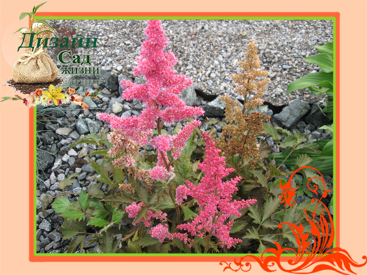 Деление астильбы весной