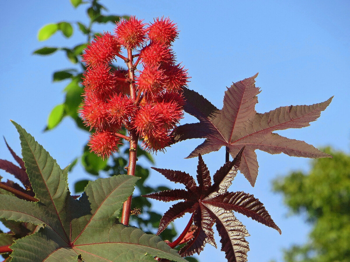 Клещевина Ricinus communis