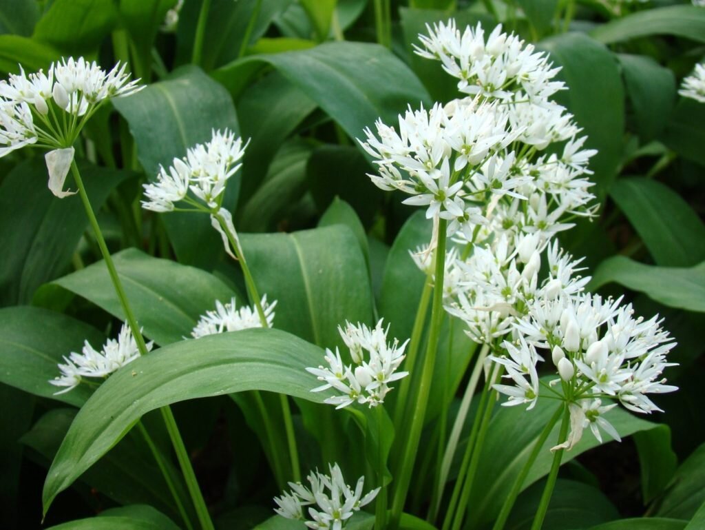 Лук Медвежий (Allium ursinum)