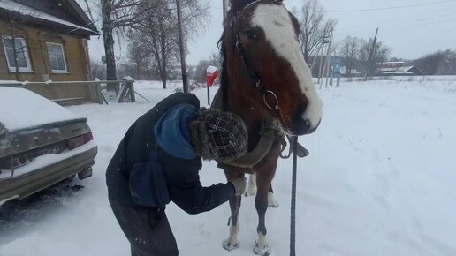 Запрягли лошадь в самодельные сани. Жена кричит...