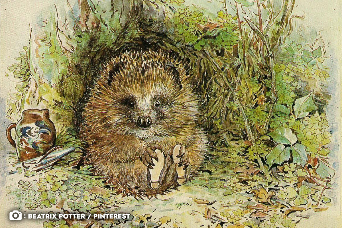Иллюстрация ёжика, пера Беатрис Поттер – английской детской писательницы и художницы, которая очень любила животных и изучала их всю свою жизнь