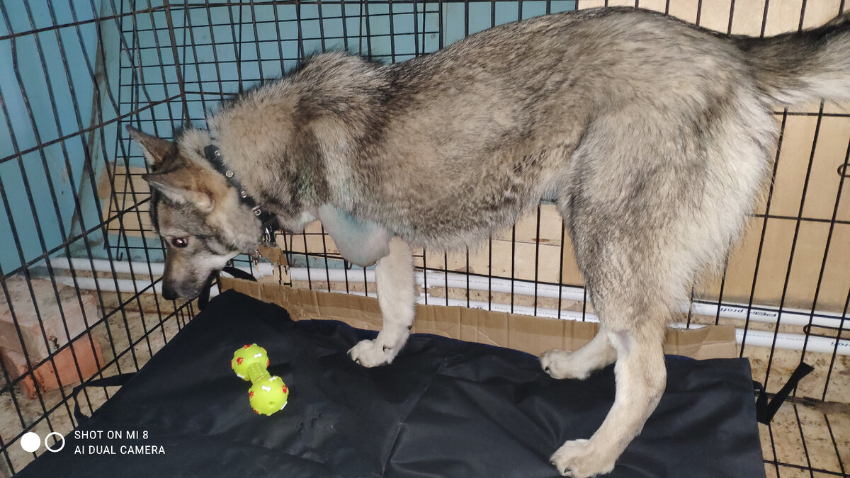 Мы к ней и с пряниками,  и с игрушками