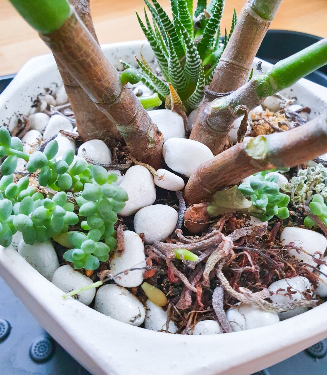 Седум Сталя погиб