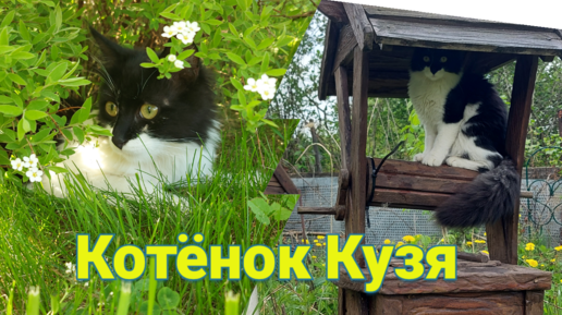 Маленькие пушистики/Котёнок Кузя пастушонок пасёт кур/Котёнок охотится на мух