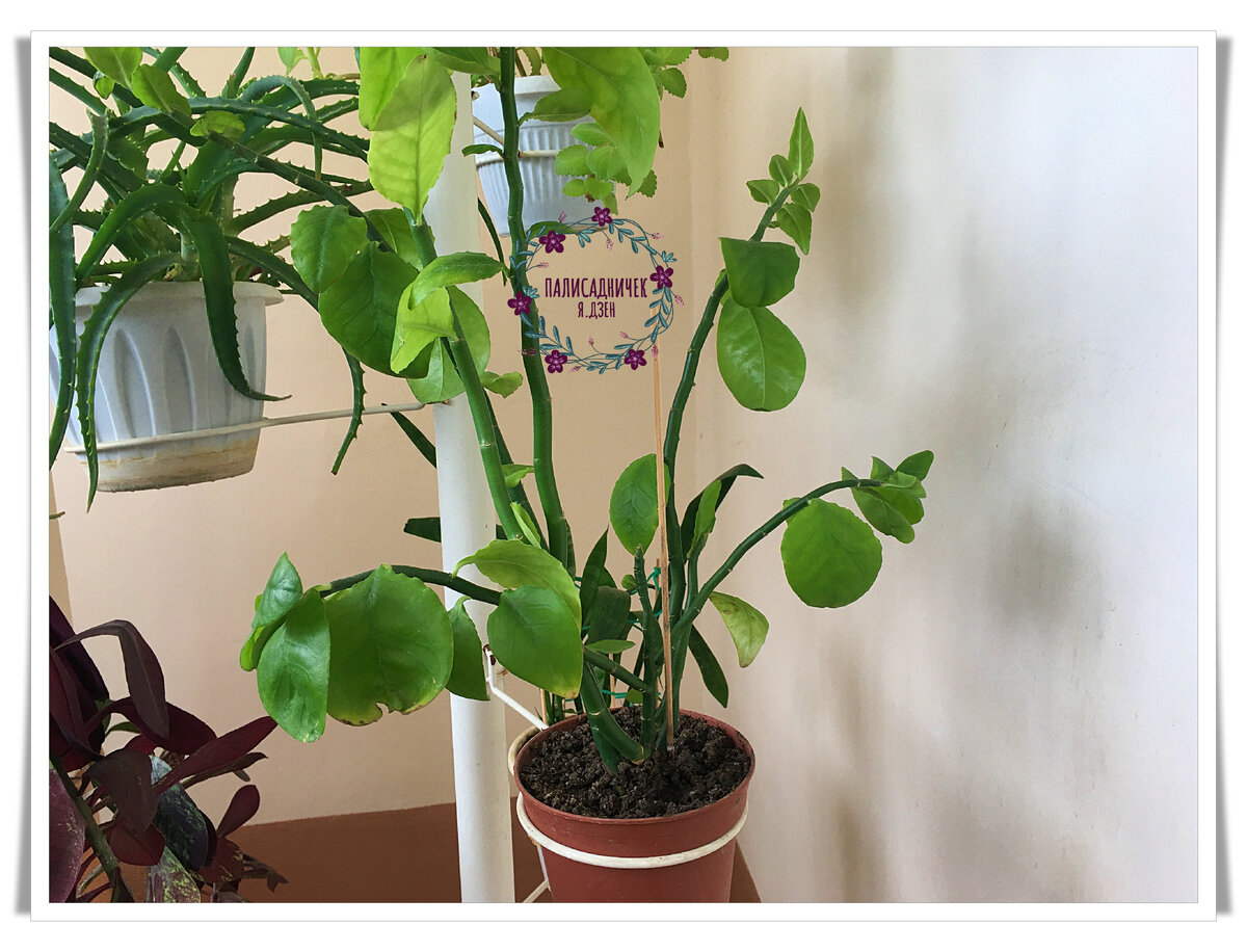 Растение 2. Не знаю названия тоже. Но классное такое! Листайте, пожалуйста. ⏩⏩