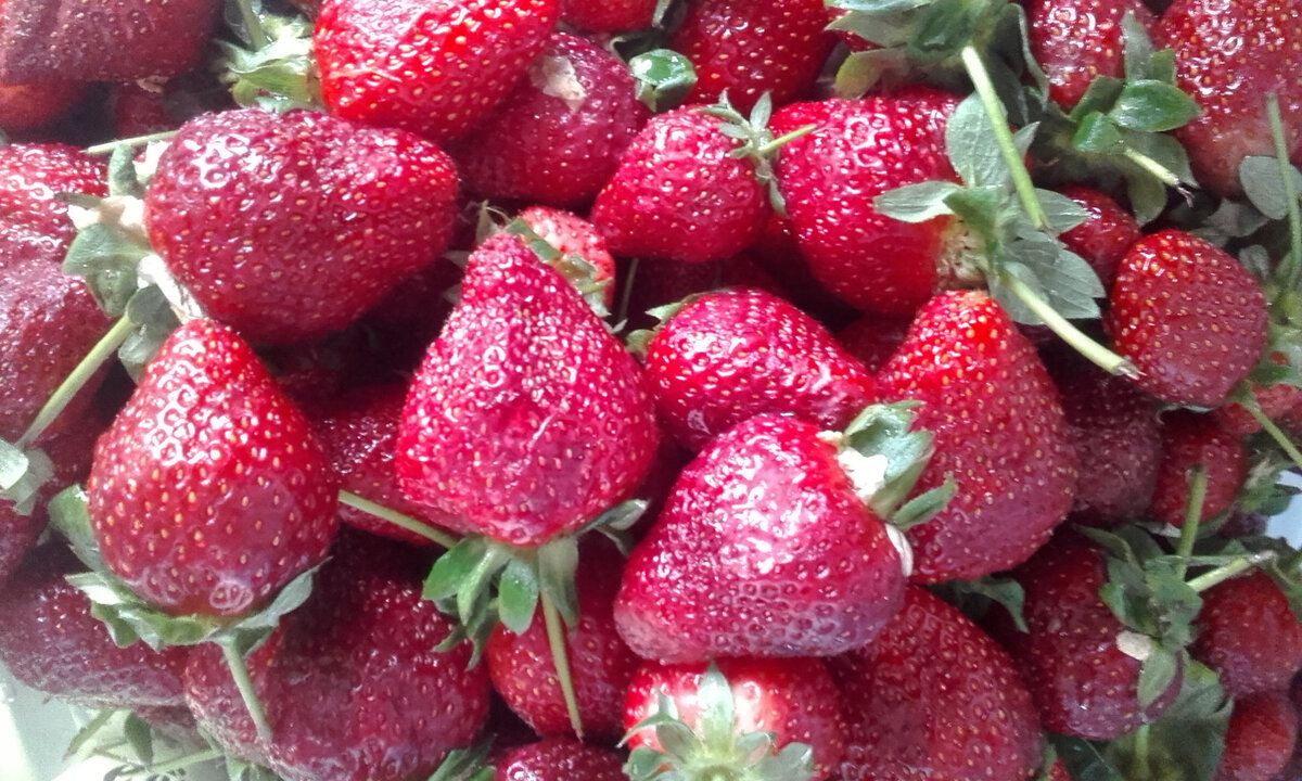 Фото автора. Мои любимые ягоды