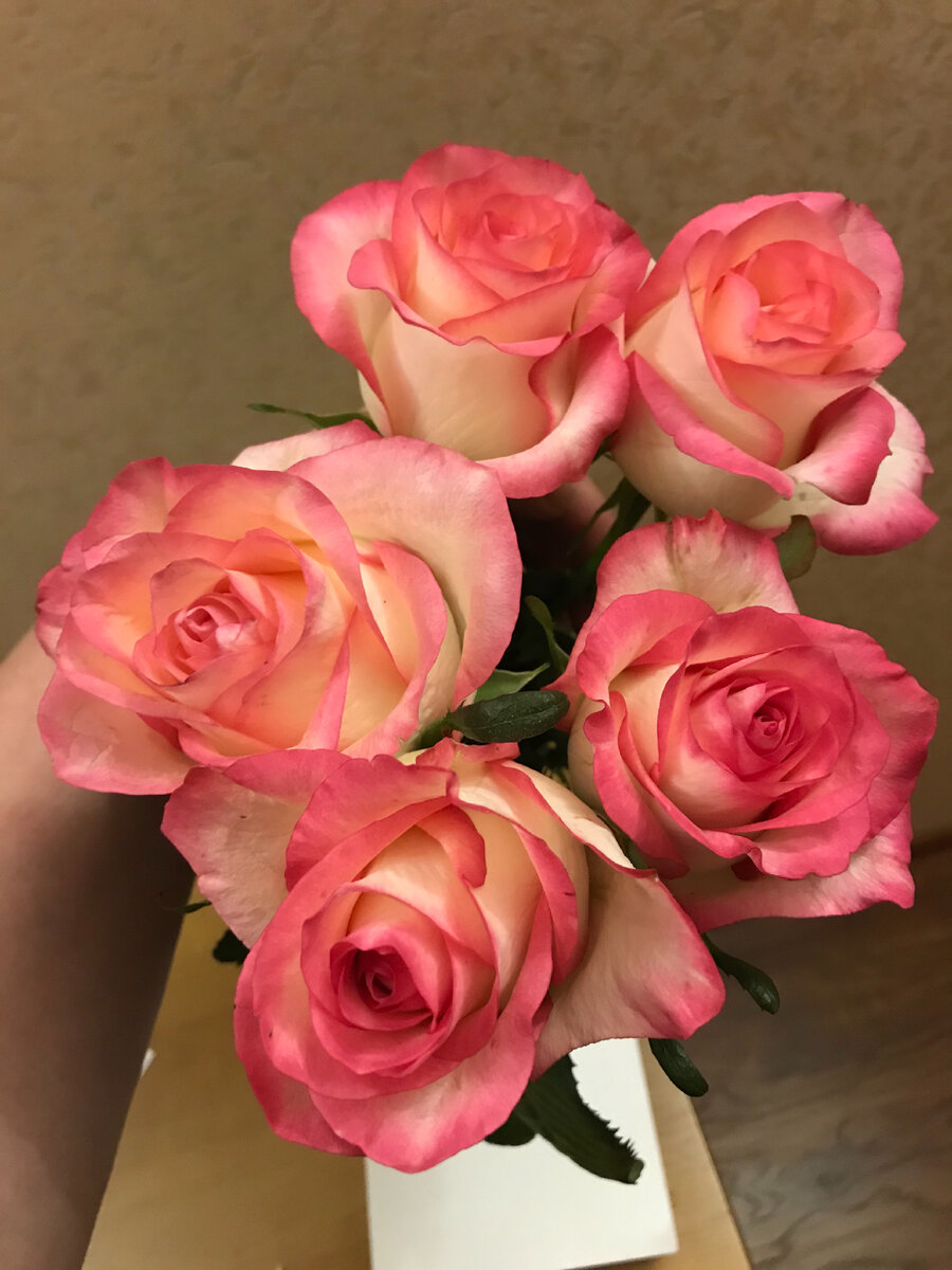 Розы бессовестно прекрасного цвета. Тоже на Последний звонок подарили. Любуюсь...