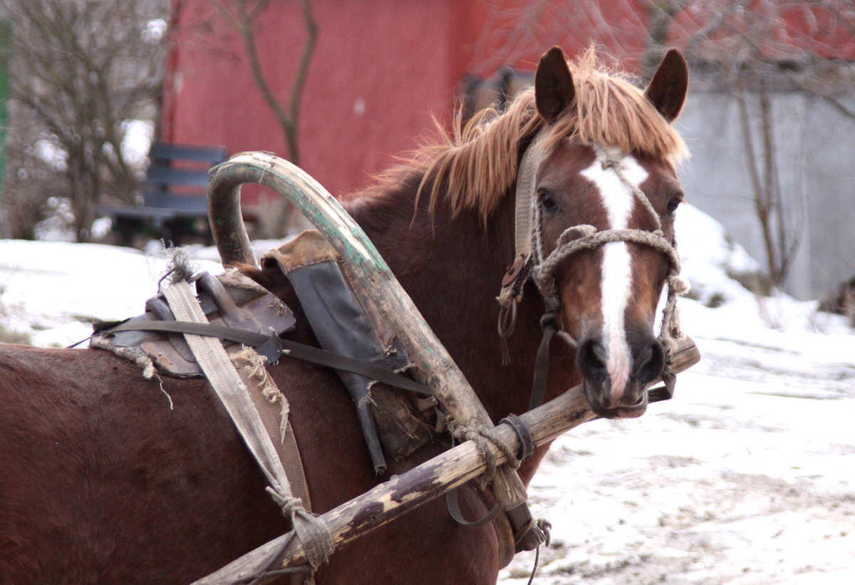 Яндекс-картинки. "Как же она смеялась,думая увидеть машину, а за калиткой стояла телега ,запряжённая гнедым. "
