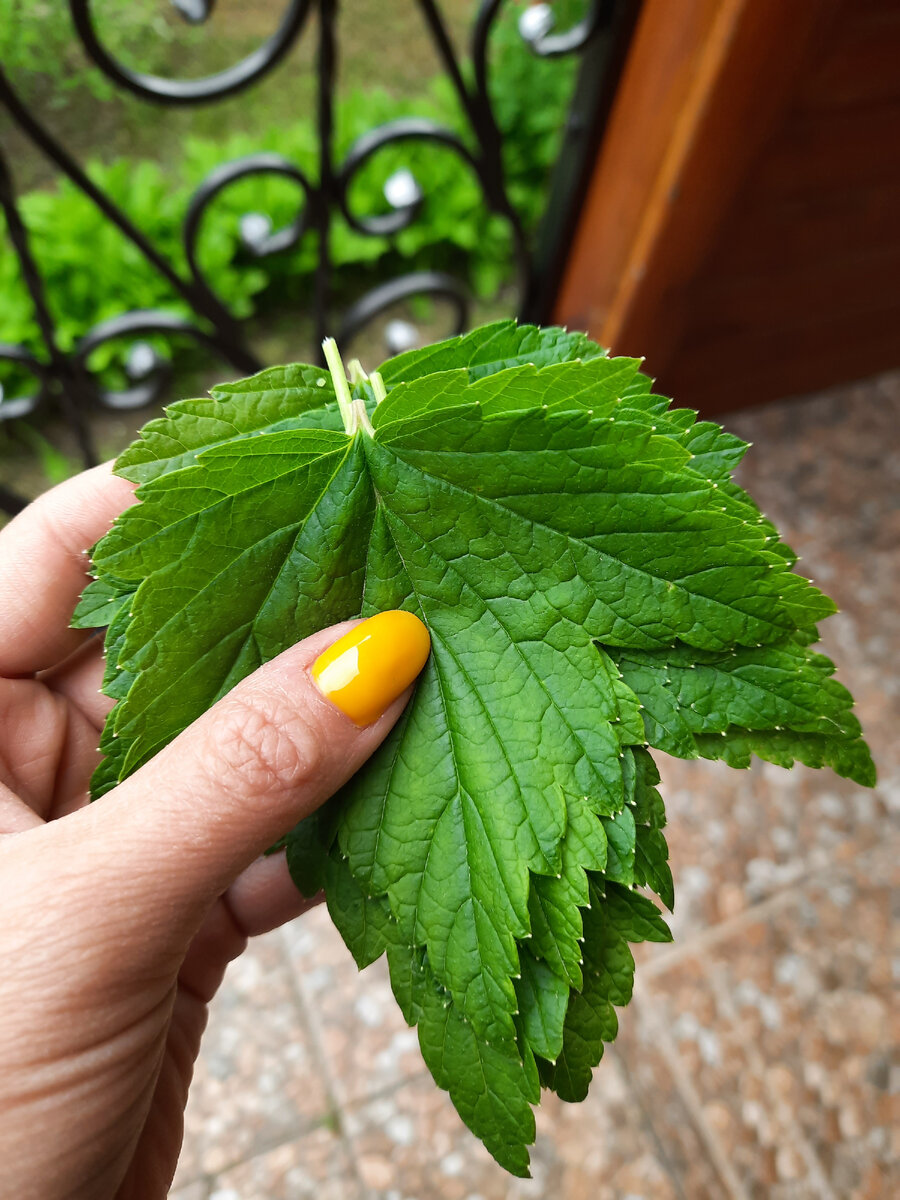 Еще я всегда собираю листья смородины для чая