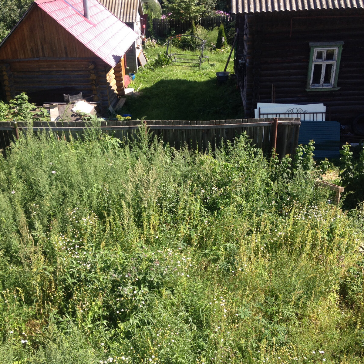 Июнь 2017 года. Двухметровый забор «терялся» в зарослях лопуха, крапивы и полыни