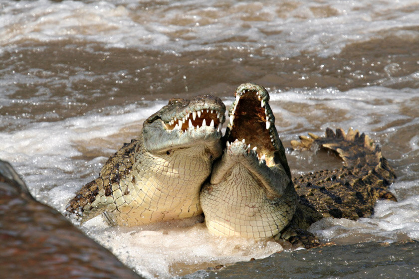 Гребнистый крокодил - крупнейший наземный хищник