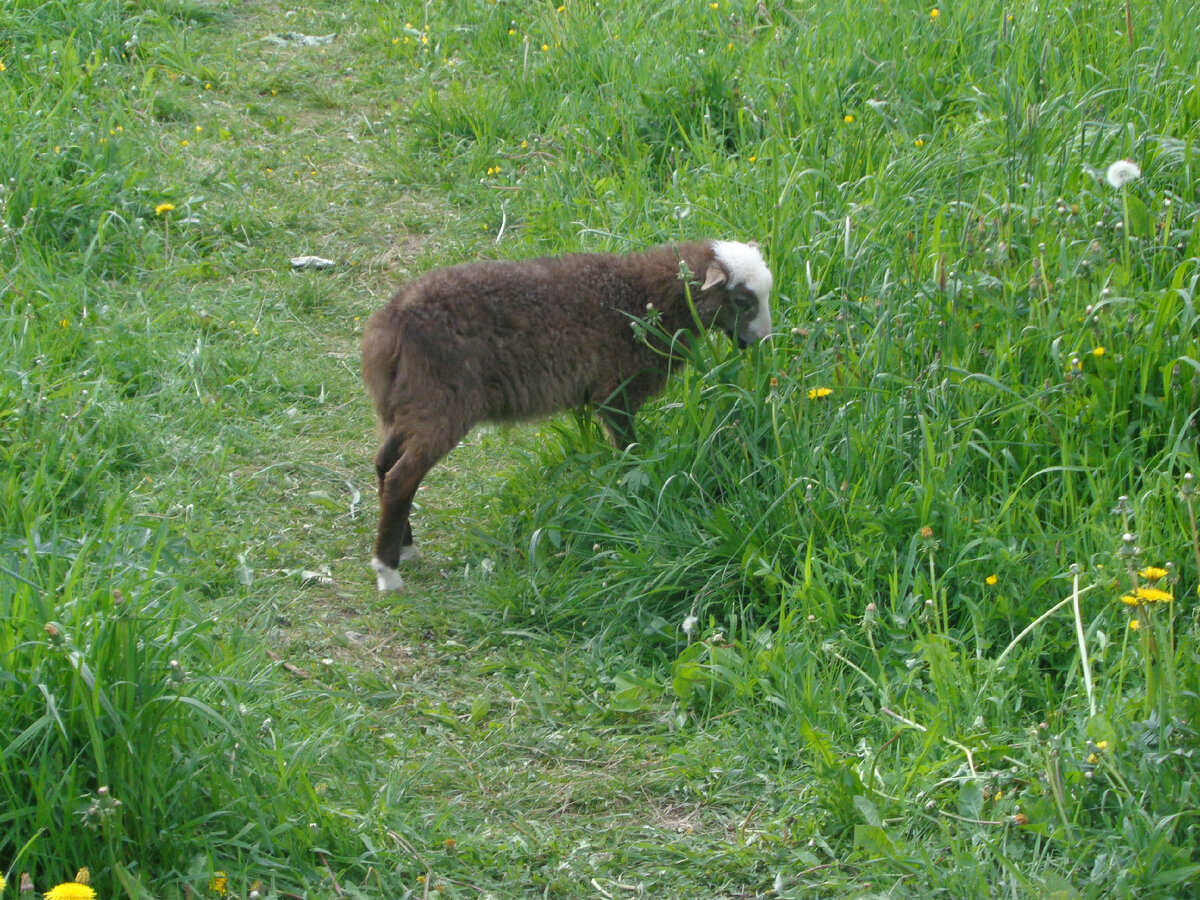 Трусишка. Сестричка Весельчака. Подходит, но гладить себя не дает.