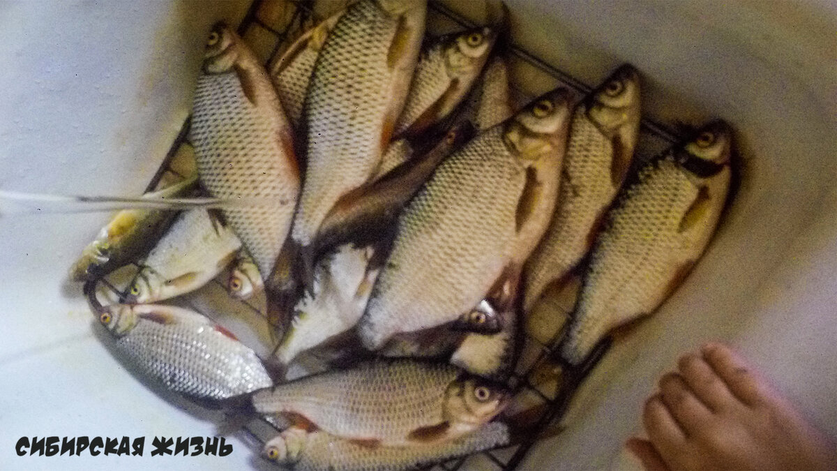 Улов плотвы