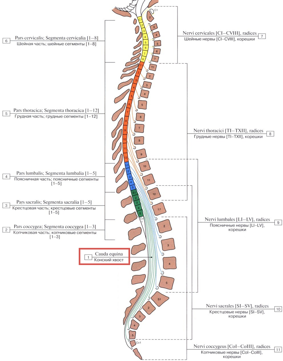 Скелетотопия сегментов спинного мозга