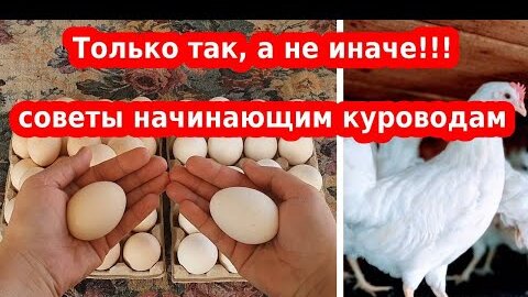 Курица несушка летом// Как сохранить яйценоскость в жару у кур несушек