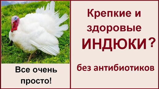 Как вырастить индюков без антибиотиков? Кормление, содержание индюков в домашних условиях