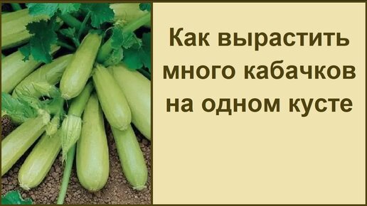 КАК ВЫРАСТИТЬ МНОГО КАБАЧКОВ НА ОДНОМ КУСТЕ