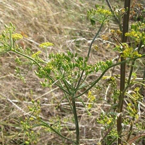 фото с сайта Pixabay/ так выглядят соцветия и семена пастернака.