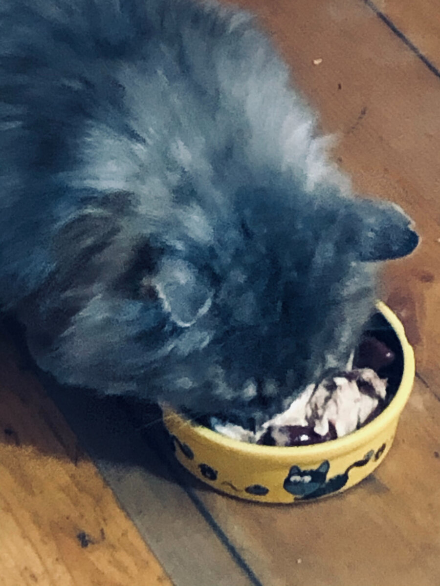 Филя ест свою любимую курочку. Везде фото автора. 