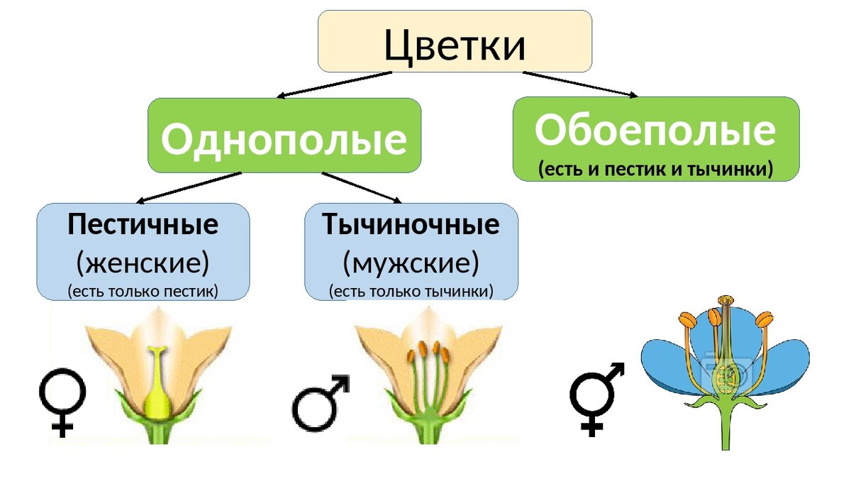 Имеющие цветки. Разнообразие цветков по наличию тычинок и пестиков схема. Однополые и обоеполые цветки. Типы цветков обоеполые и однополые. Обоеполые и раздельнополые цветки.