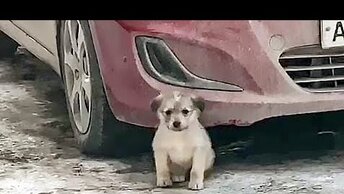Что стало с щенком найденным под машиной История щенка Акеллы