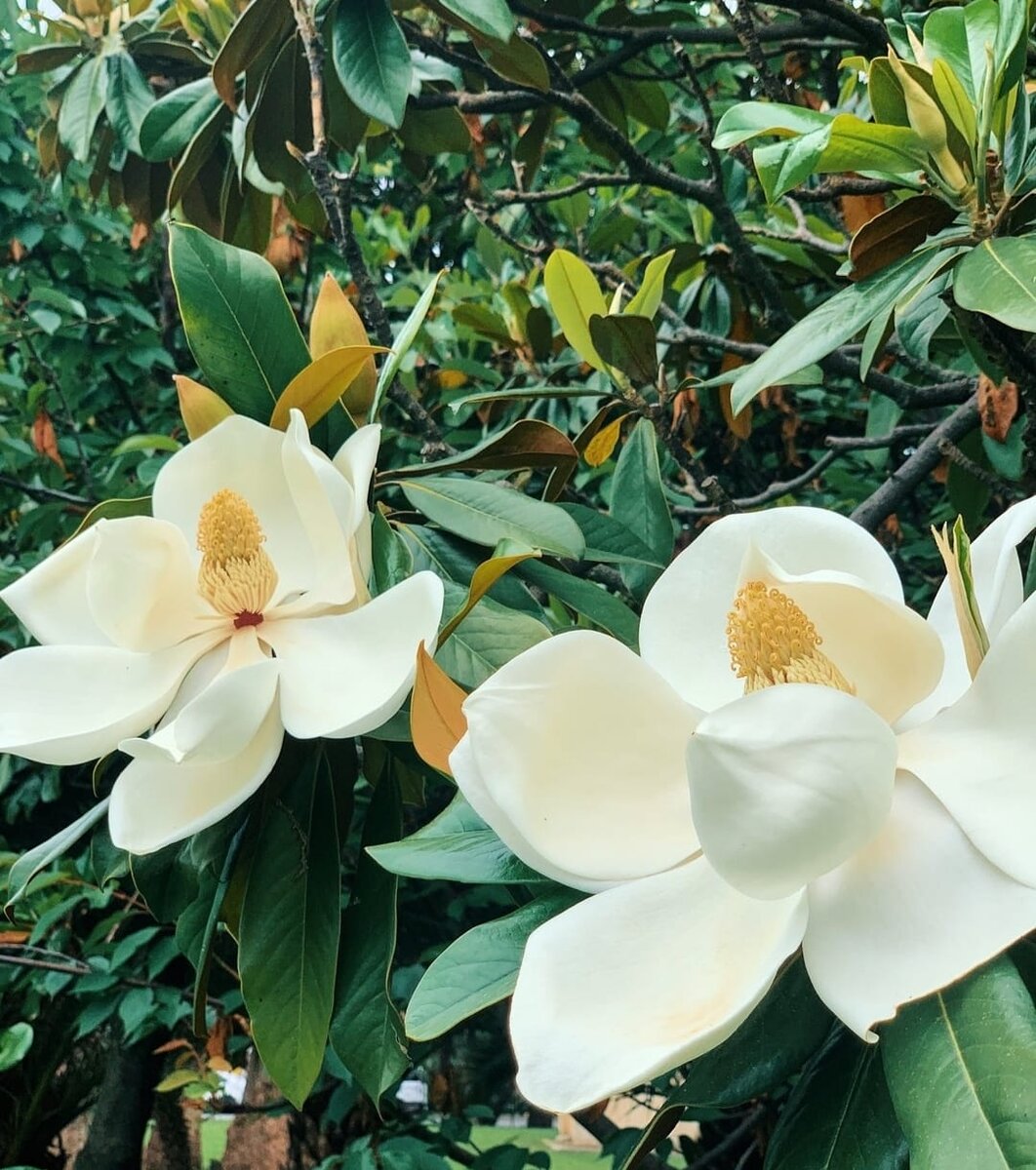 Магнолия уже отцвела.