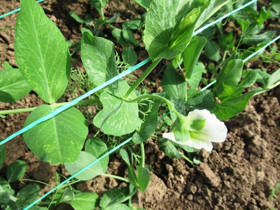 пока единственный цветочек на горохе 8 июня