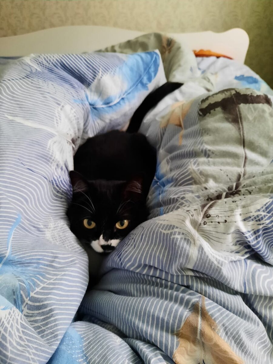 Мой кот. Снят с дерева