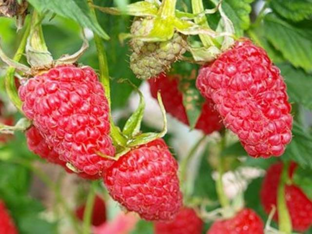 Сорт Карамелька достаточно неприхотливый в уходе, поэтому подойдет даже для неопытных дачников Источник фото: https://fermilon.ru