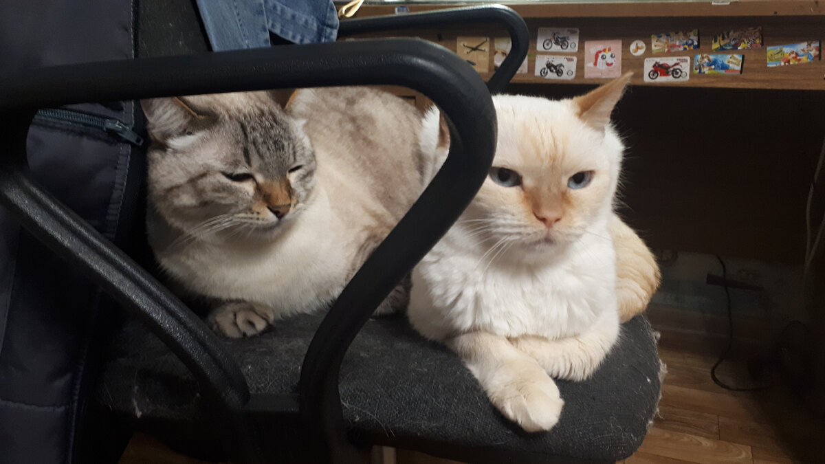 Мотя: Не может быть! Сумку?! Зёма: Сам в шоке... отстань...