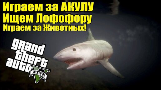 Расположение всех кактусов лофофора в GTA Online