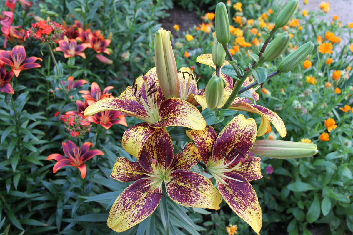 Азиатские гибриды в моем палисаднике