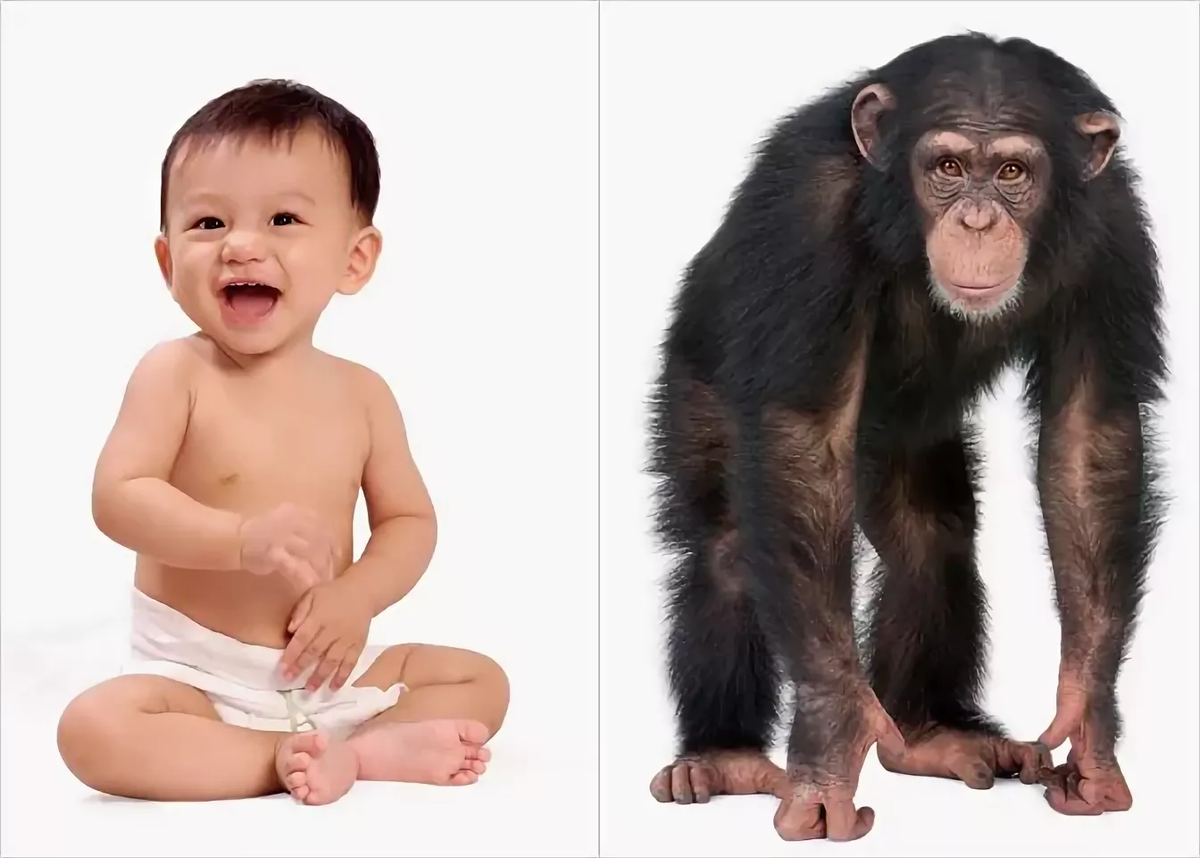 Сходство человека и обезьяны. Сравнить человека и обезьяну. Шимпанзе и человек сравнение.