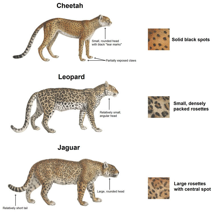 Сравнительная иллюстрация гепарда, леопарда и ягуара