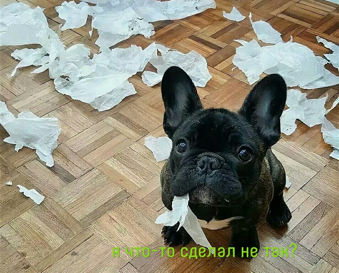 Приколы с французскими бульдогами видео до слез