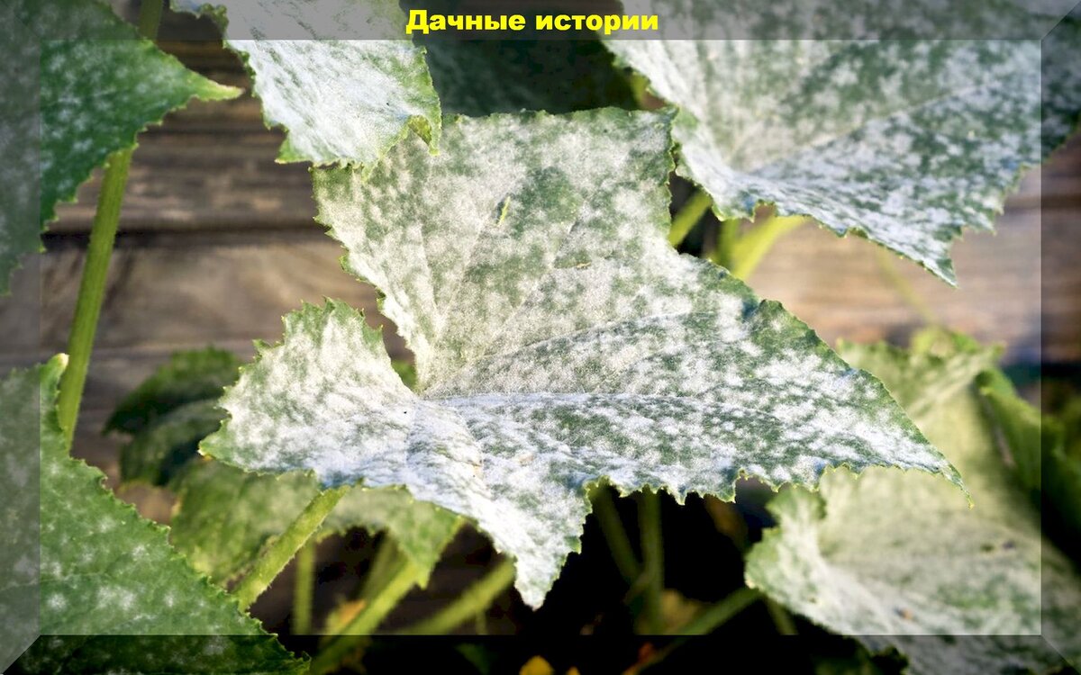 https://vk.com/photo-159774511_457248110