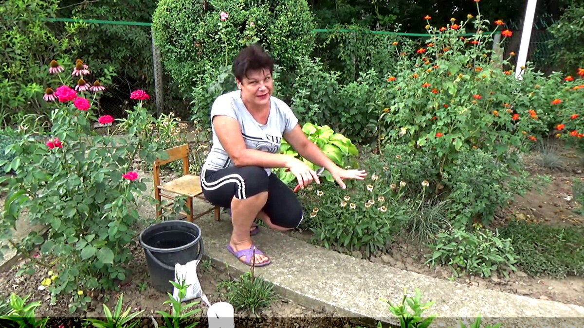 Ромашка отцвела Приступаю к обрезке и уходу. Краснодар  Июль