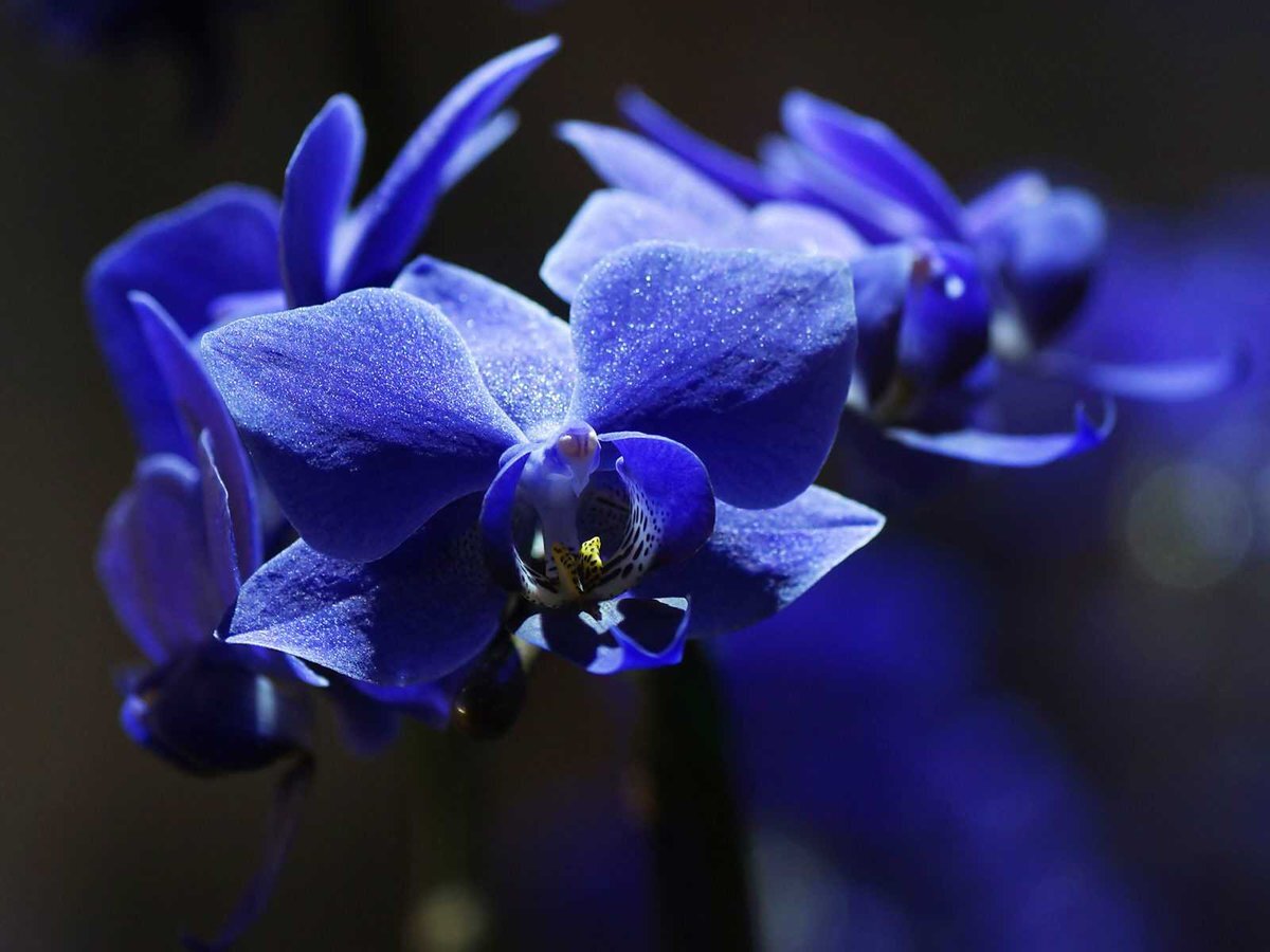 форум магазина коллекционных орхидей orchids.ua