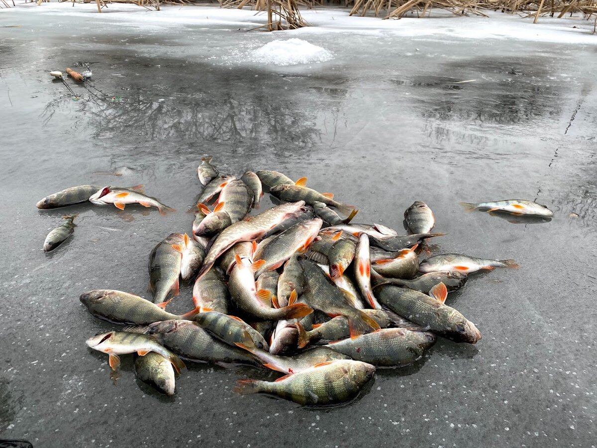 Зимняя рыбалка в Астрахани (как, где и кого ловить)
