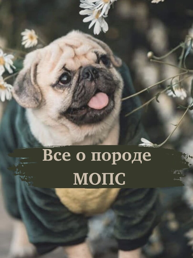 Мопс | IQ dog | Дзен