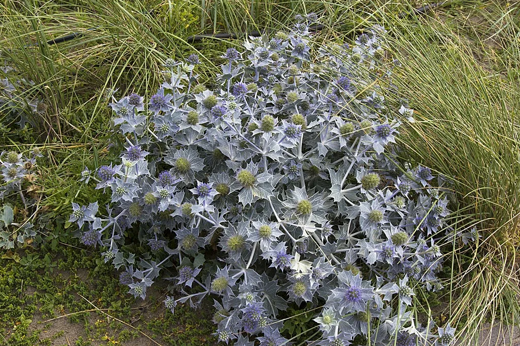 Фото с сайта cruydthoeck.nl. Использовано для примера. 