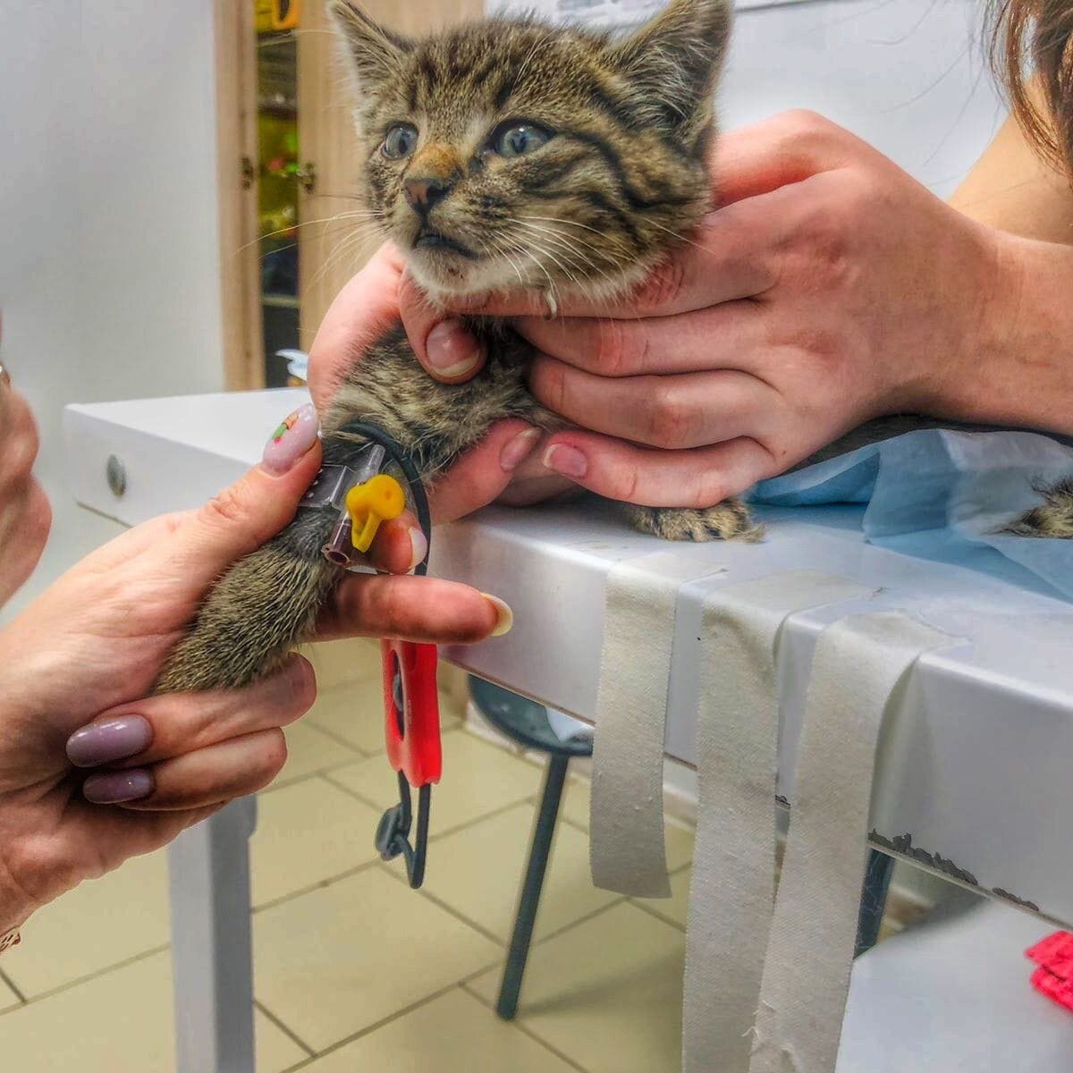 Котенок только поступил к нам