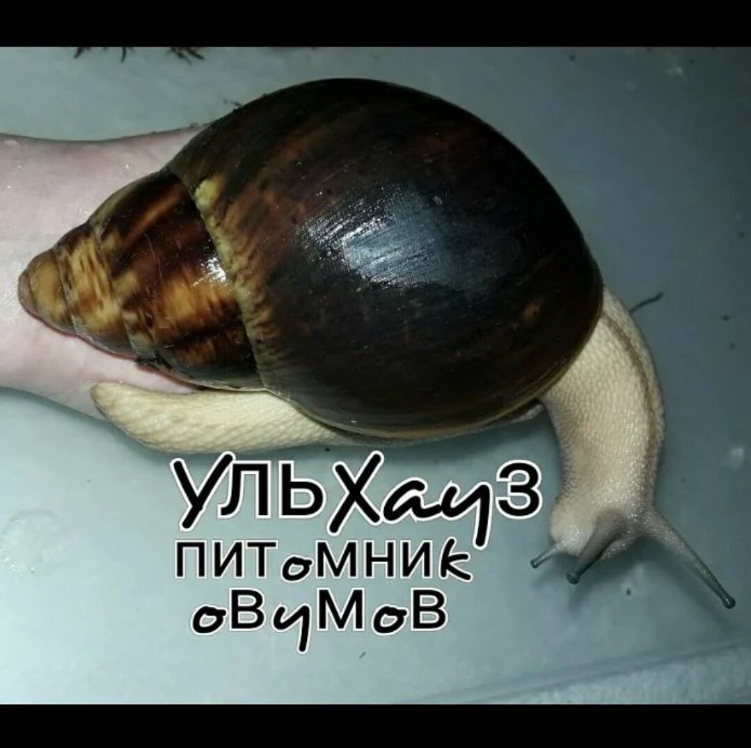 Питомник улиток УльХауз 