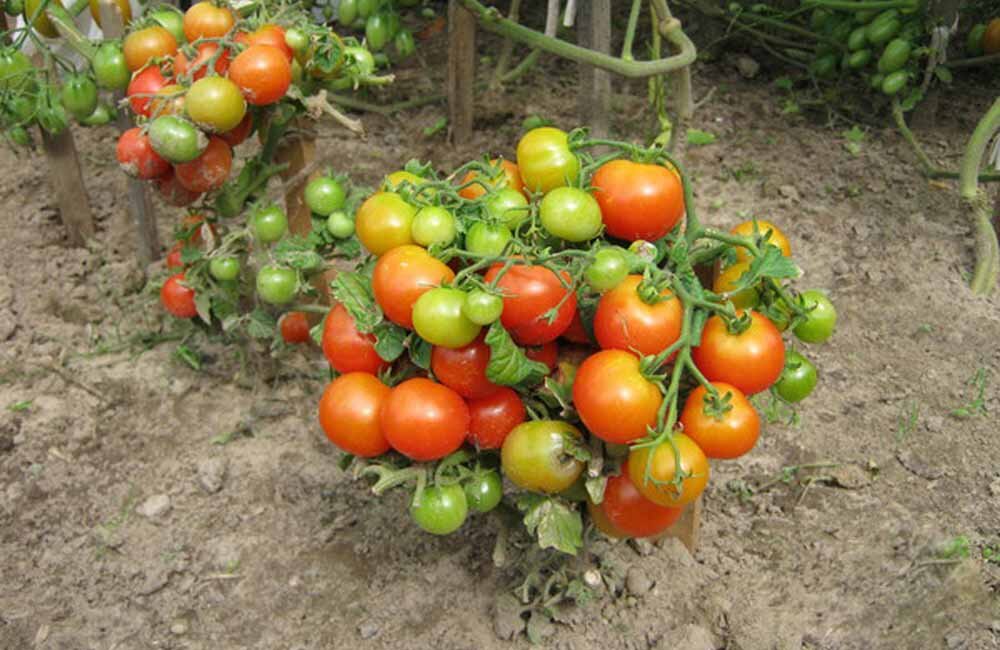 Сорта штамбовых томатов