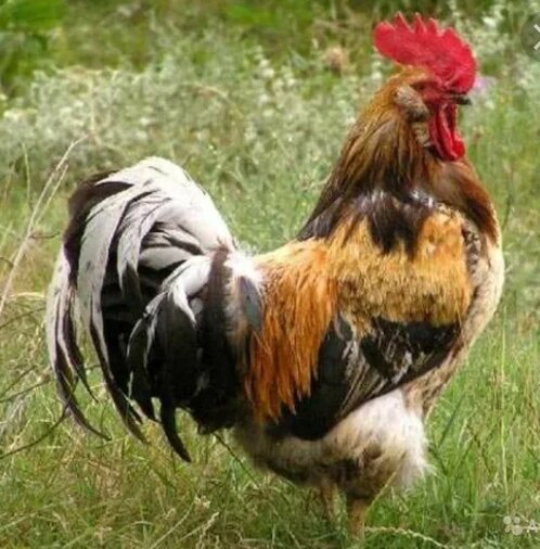 Картинка из открытых источников интернета