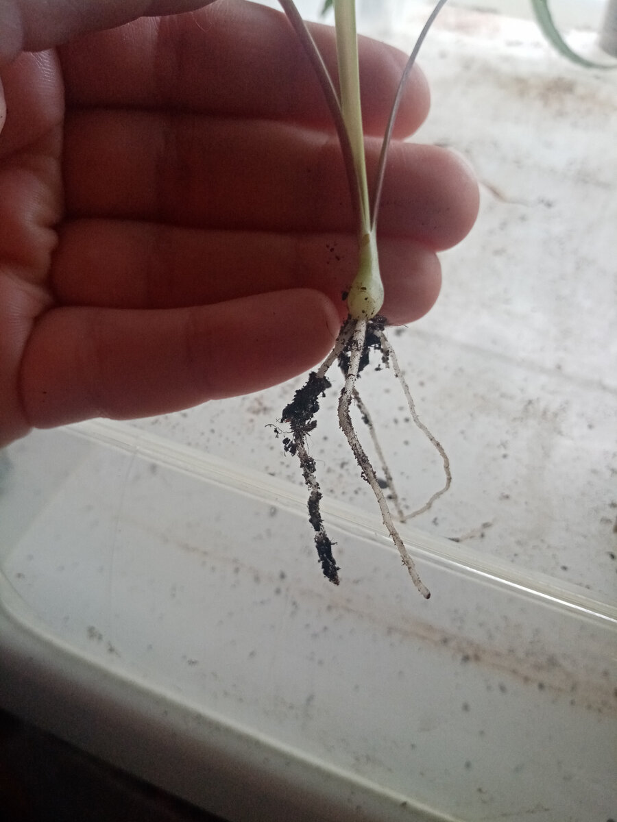 Вырвалась луковка, нечаянно